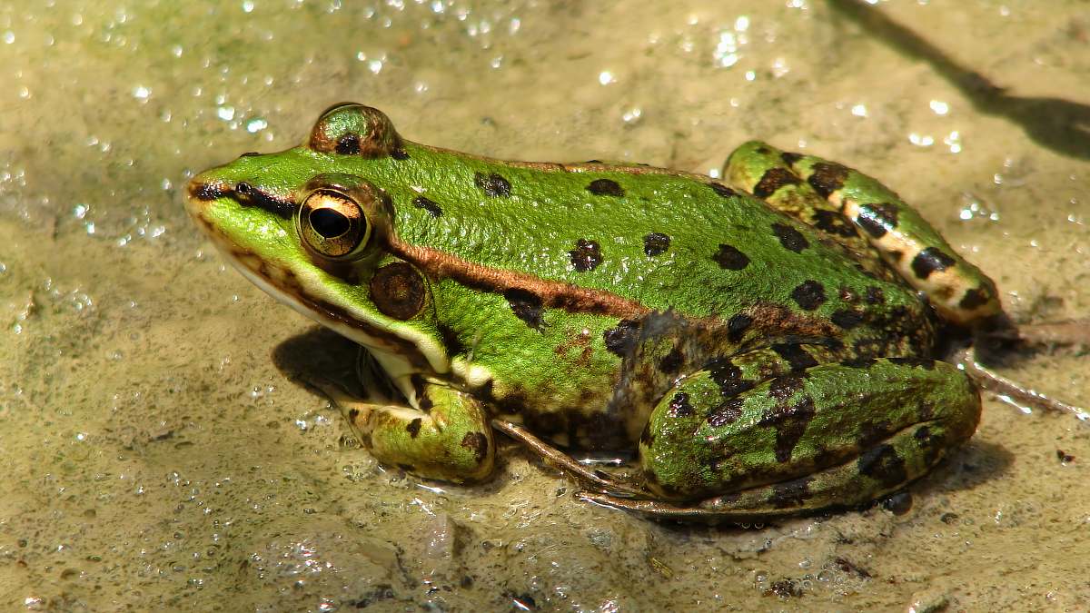 lizard green and brown frog on brown surface reptile