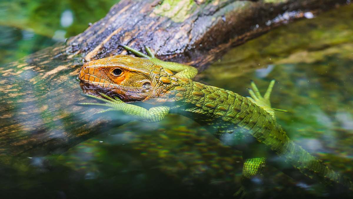 lizard green and brown lizard in water reptile