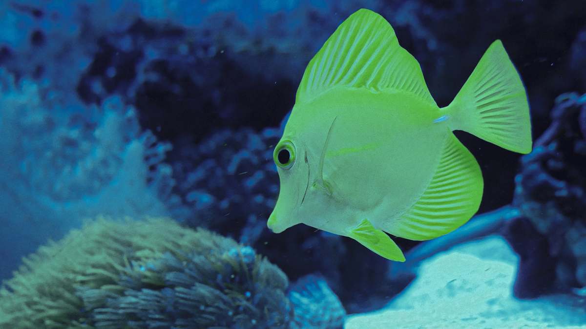 fish green and gray fish sea life