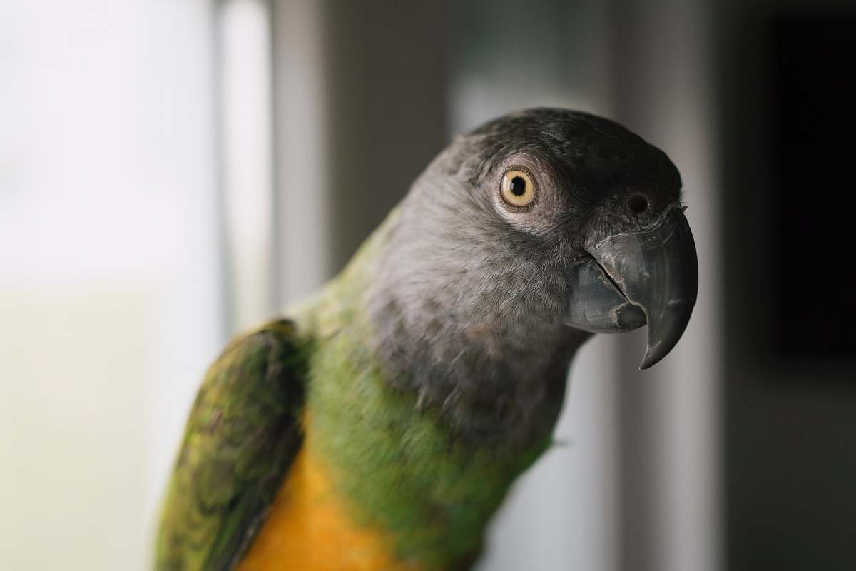 bird green and gray parrot parrot
