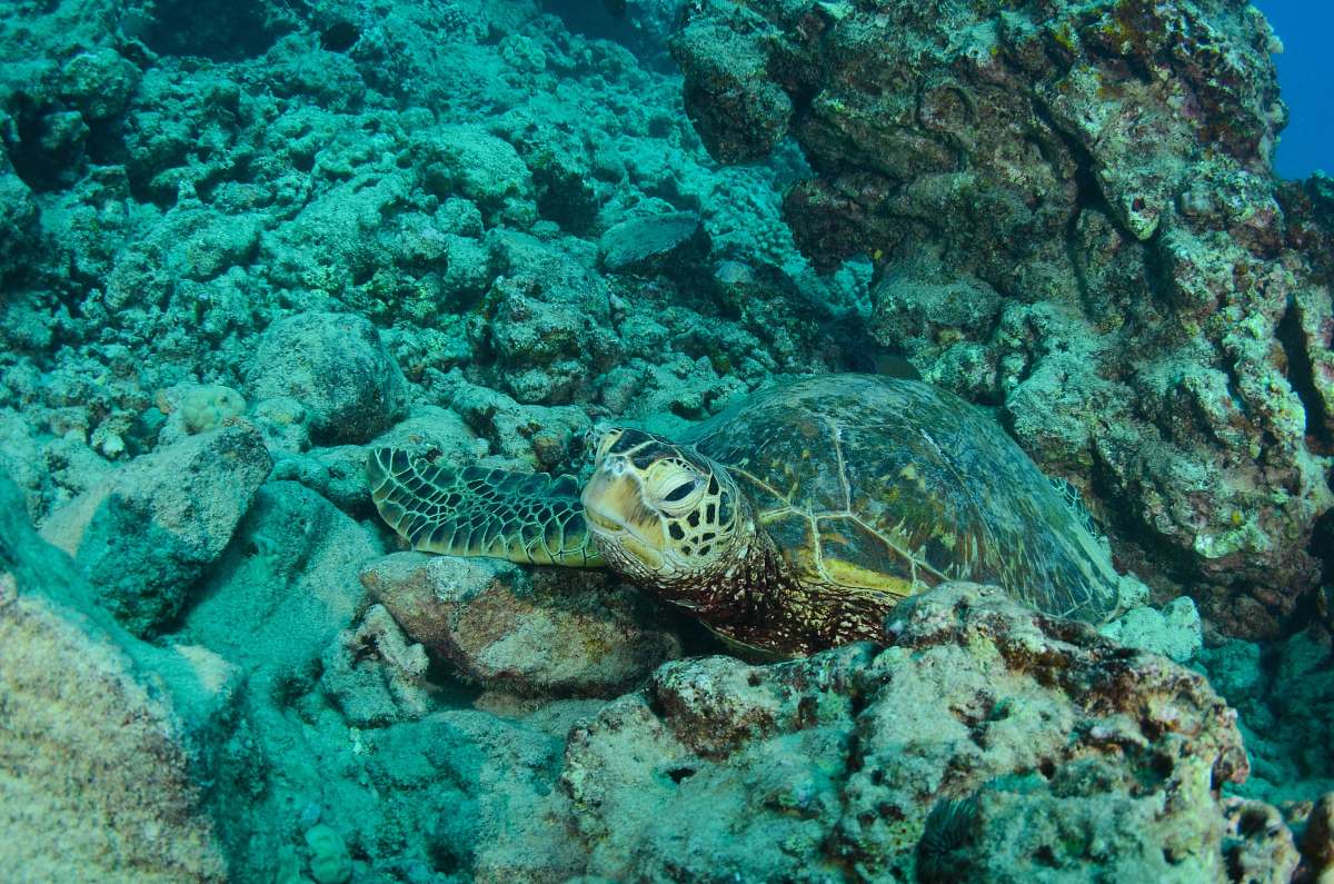 reptile green and gray turtle near coral reef turtle
