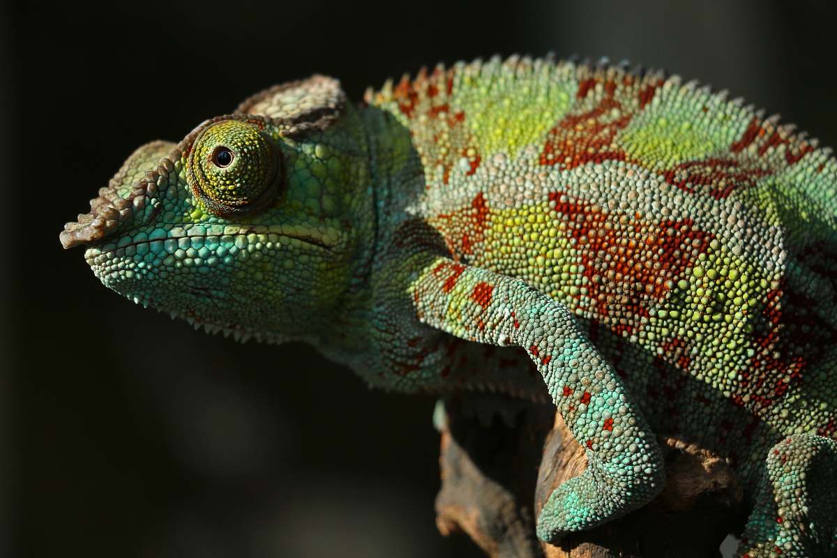 reptile green and red chameleon lizard