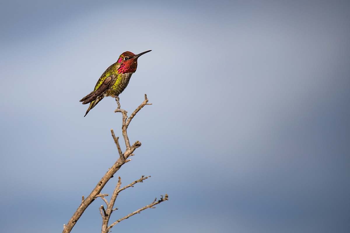 bird green and red humming bird on driftwood bee eater