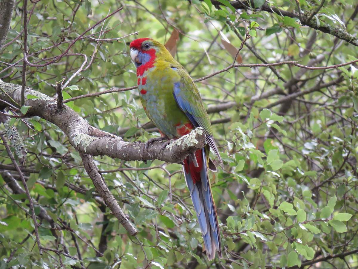 bird green and red parrot perched on tree branch macaw