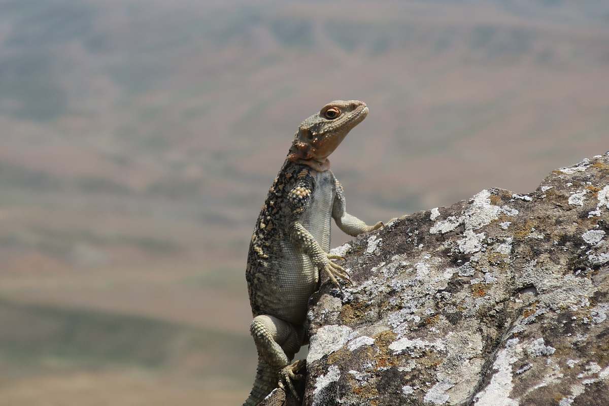 reptile green and white lizard under white sky lizard