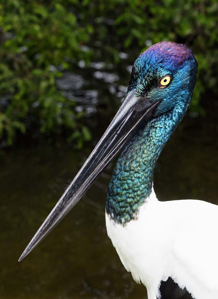 bird green and white long-beaked bird stork