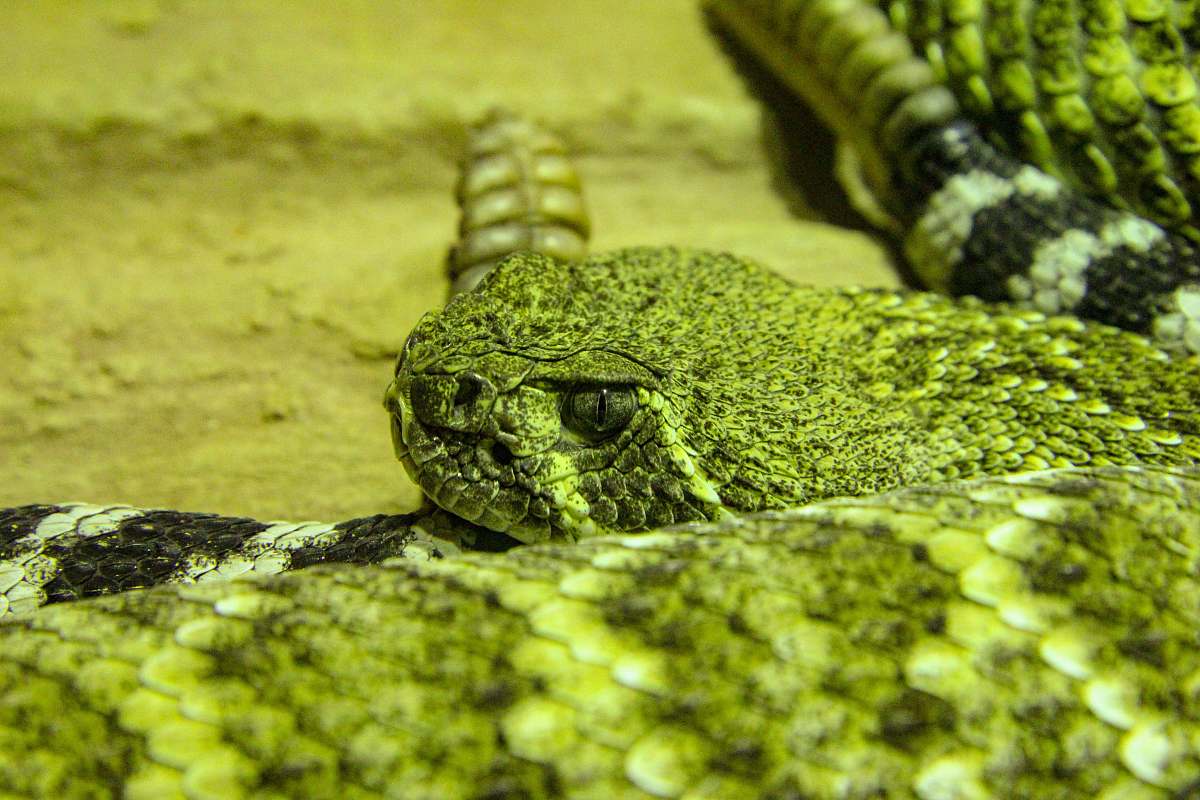 reptile green and white viper lizard