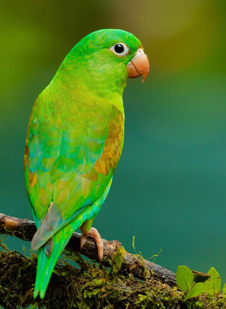 bird green and yellow small beaked bird on twig parrot