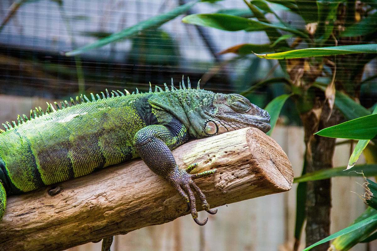 reptile green bearded dragon lizard