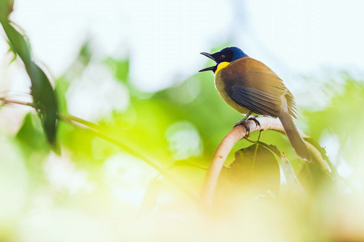 bird green bird bush