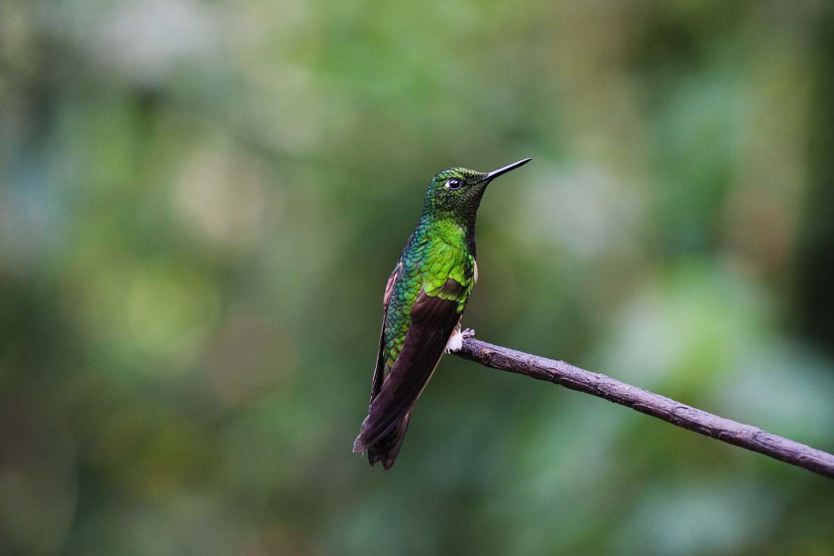 bird green bird perched on twig salento