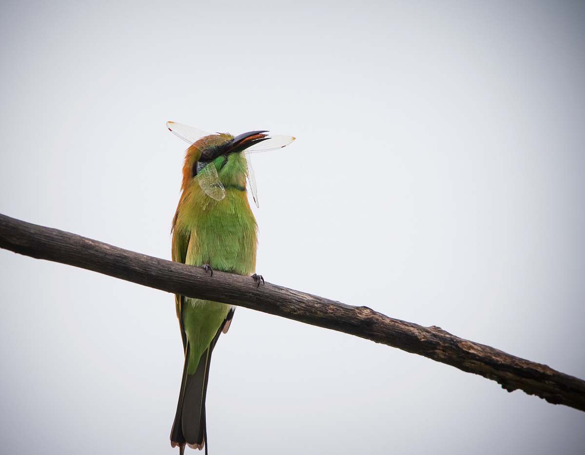 bird green bird perching a tree branch bee eater