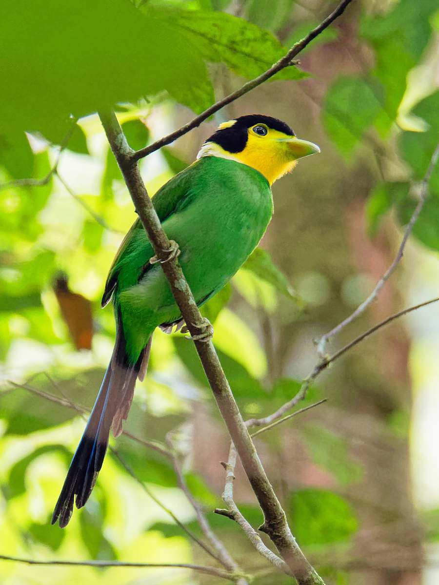 bird green bird perching on tree bee eater