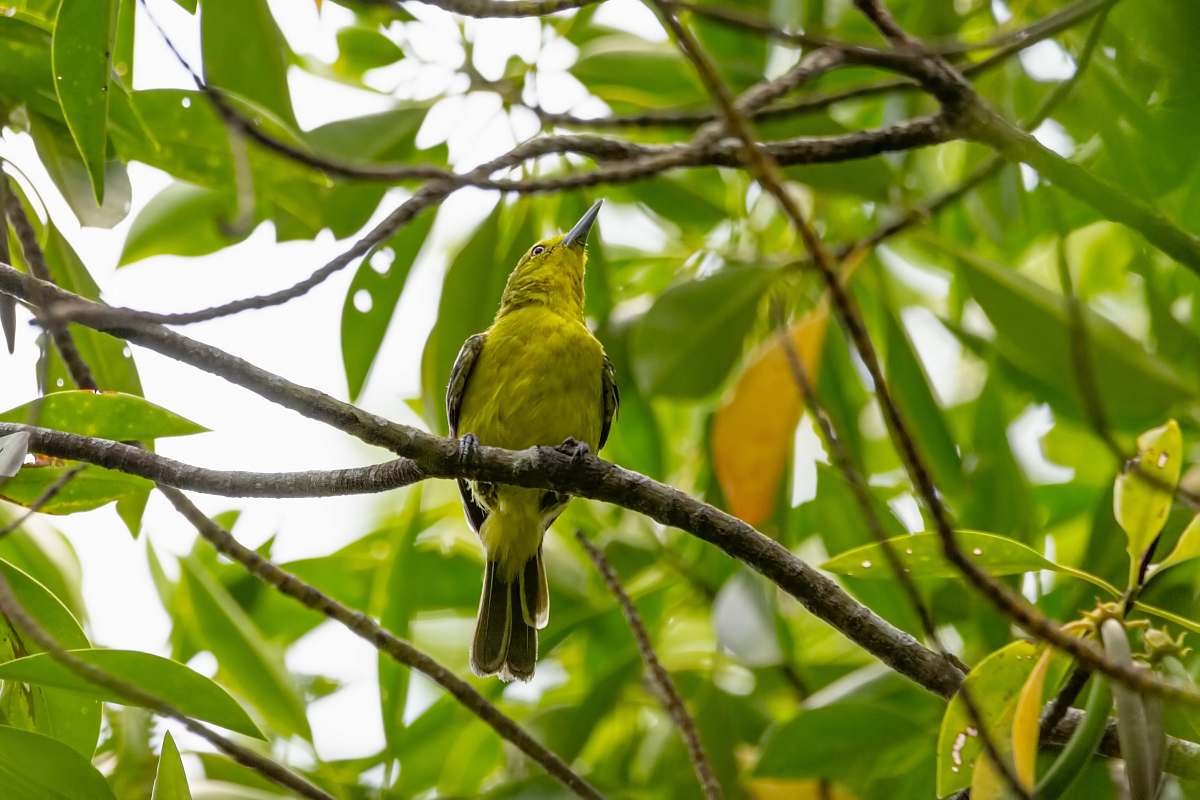 bird green bird perching on tree twig singapore