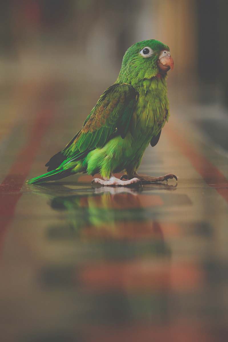 bird green bird standing on brown surface parrot