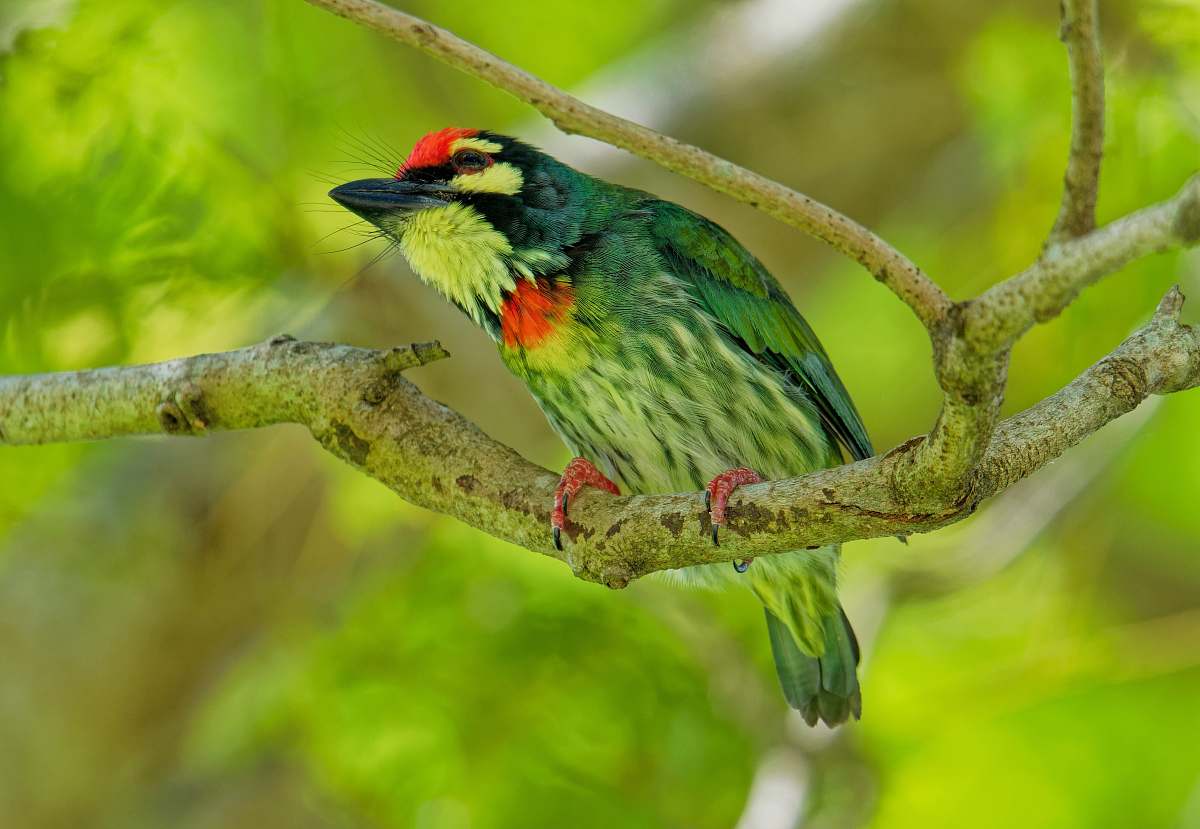 bird green, black, and yellow bird perched on branch bee eater