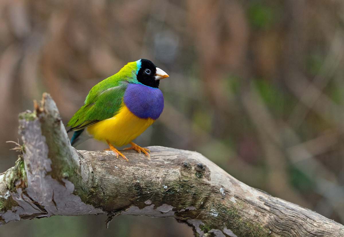 bird green, blue, and yellow bird on tree branch finch
