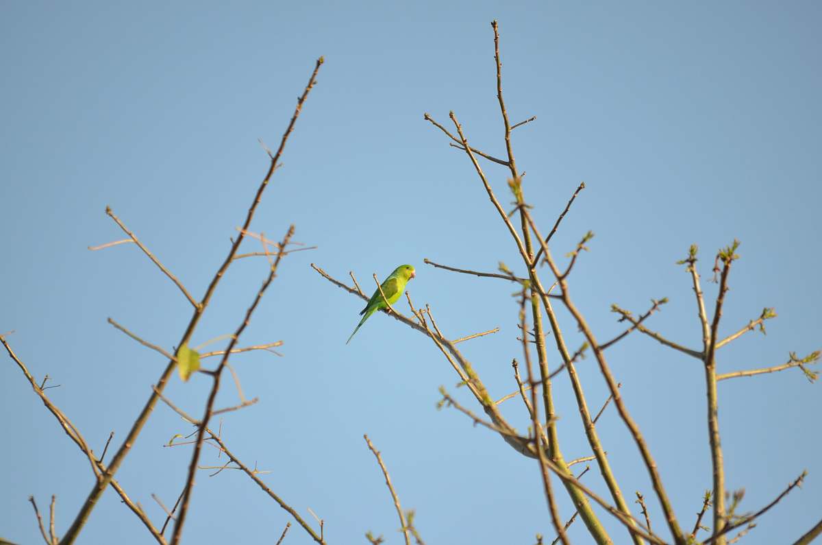 bird green budgerigar on bare tree bee eater