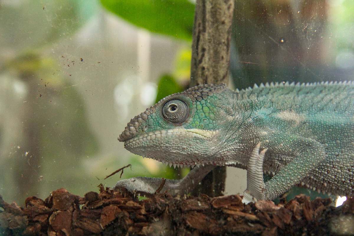 reptile green chameleon lizard