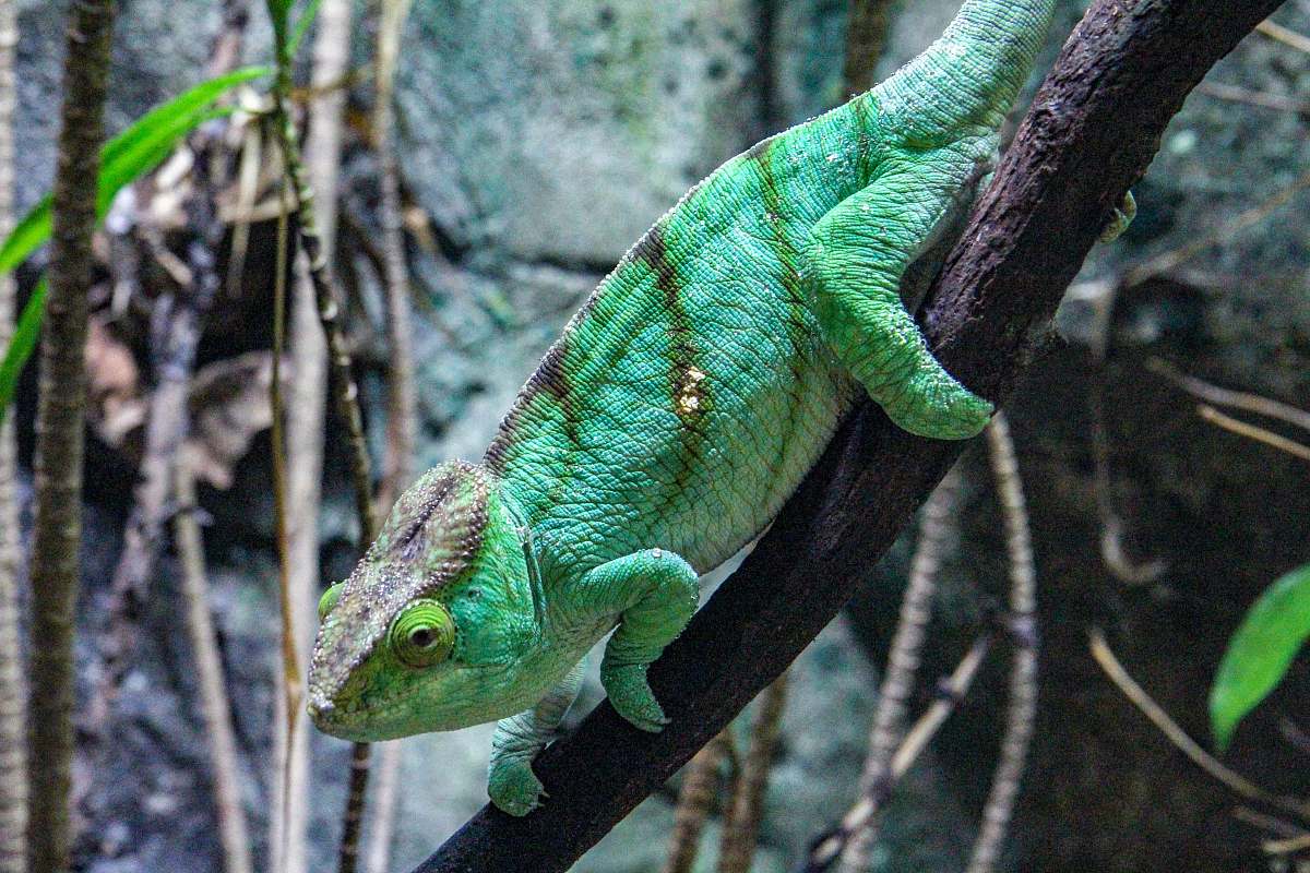 reptile green common chameleon lizard