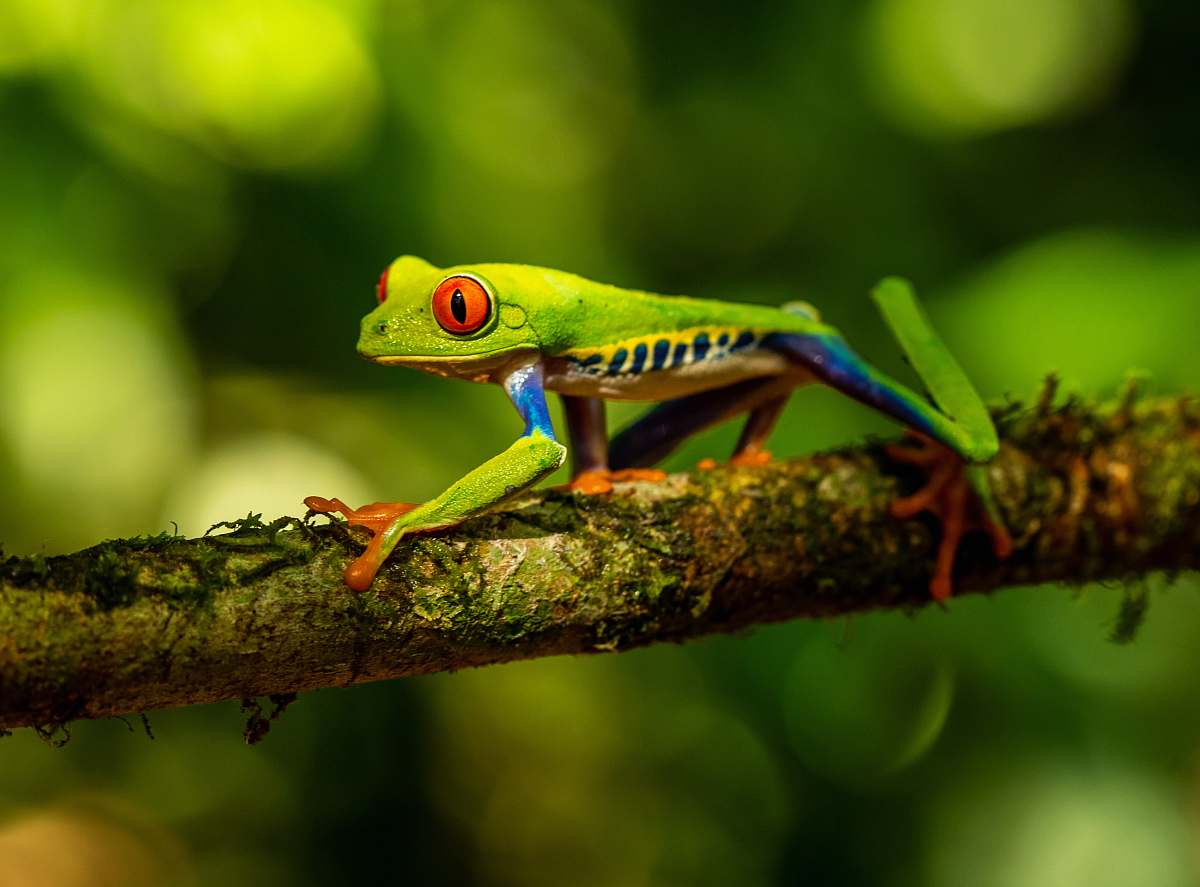 reptile green frog on tree branch lizard