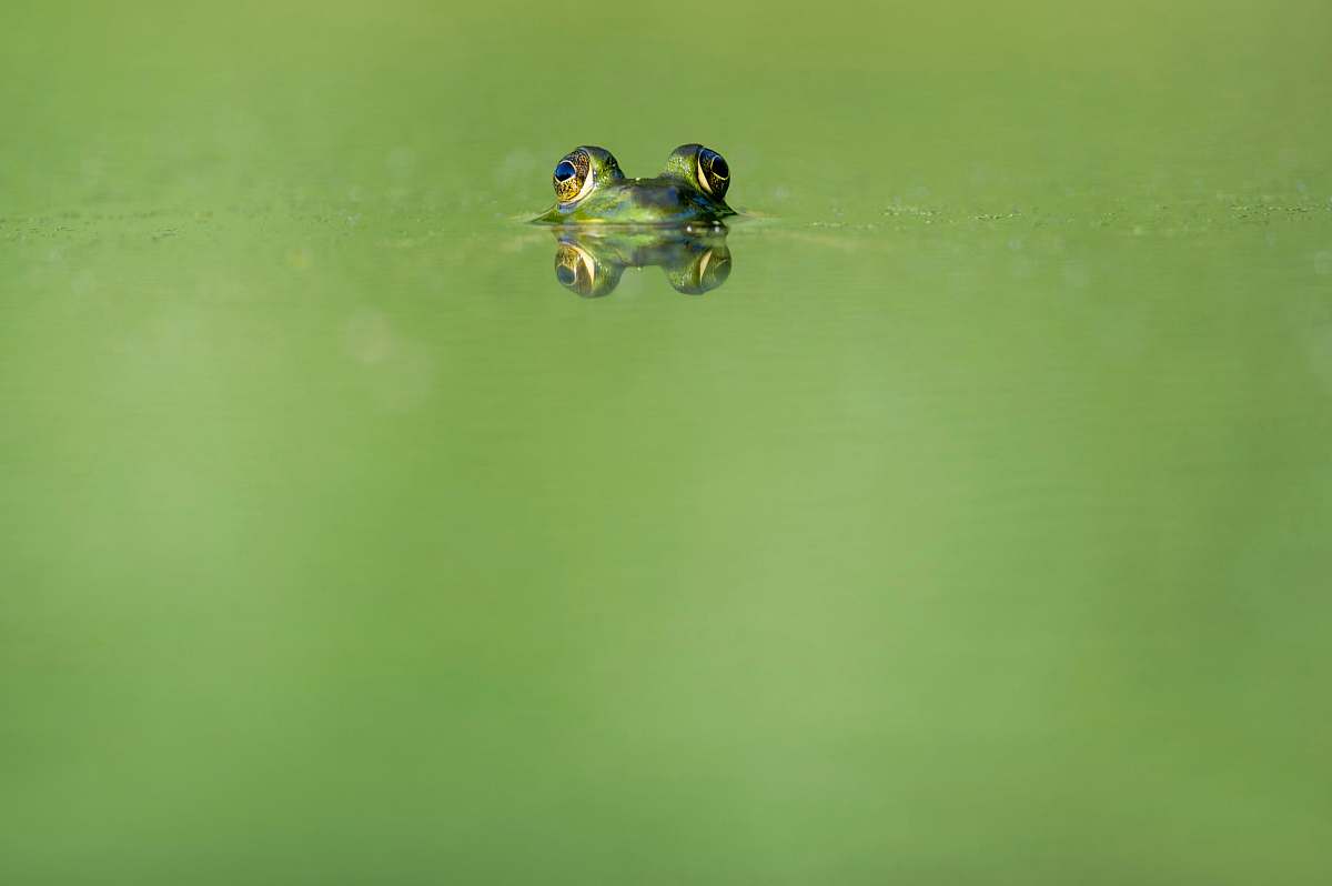 wildlife green frog swimming on water frog