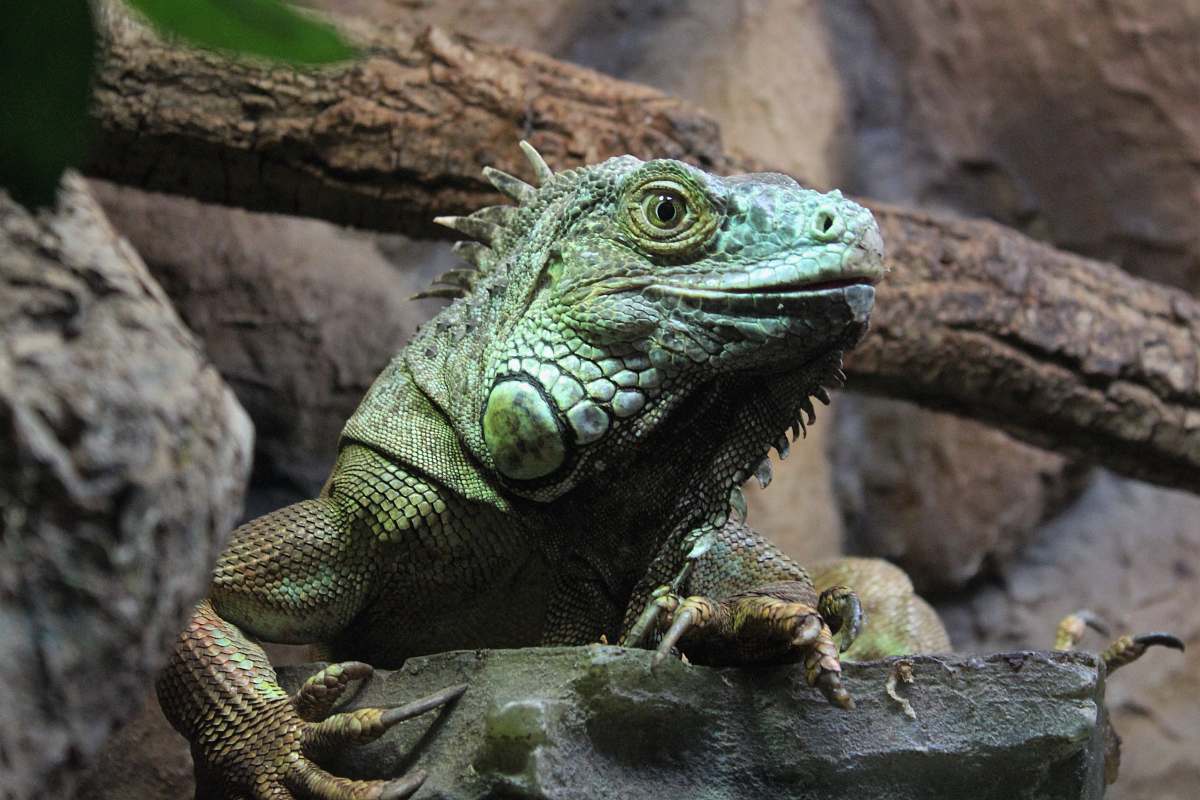 reptile green gecko lizard
