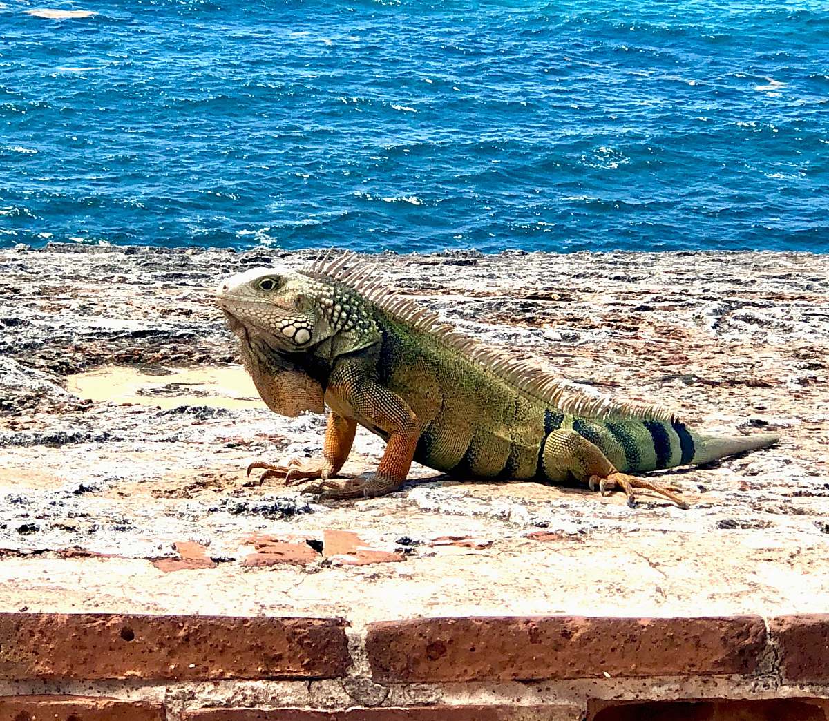 reptile green iguana calle del morro