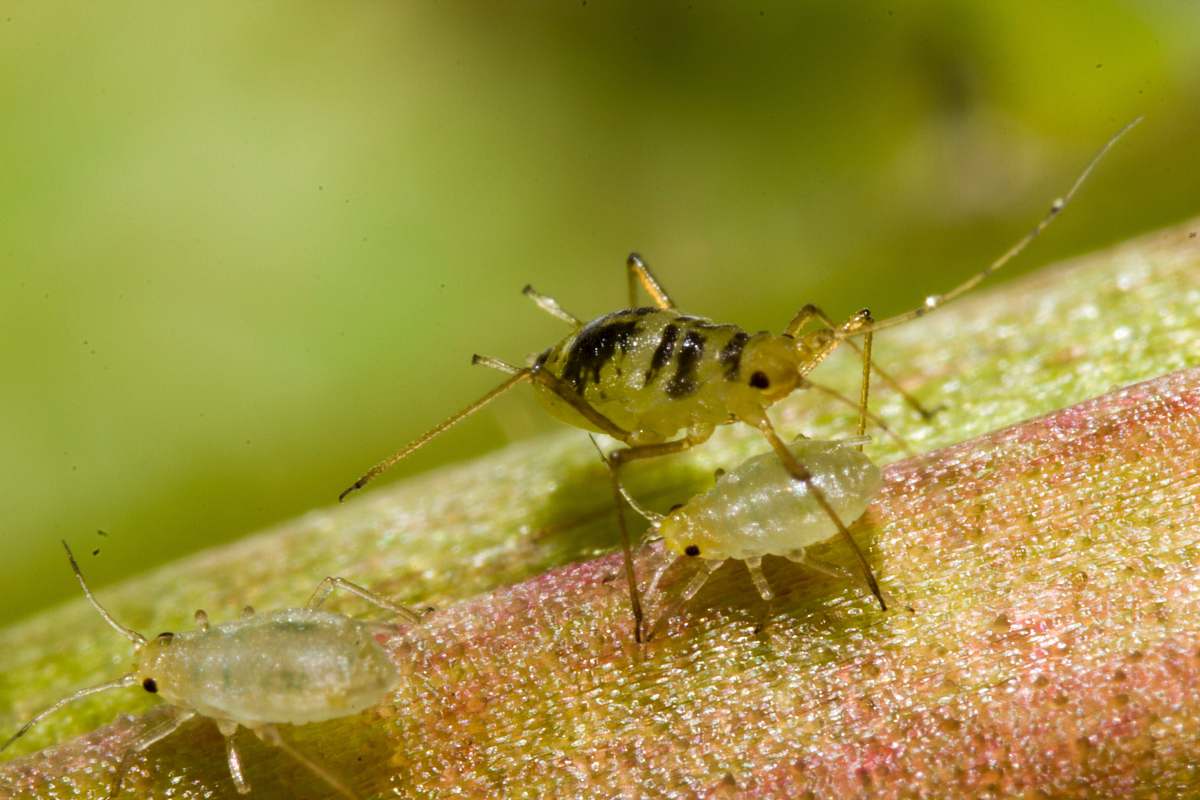 Aphid Green Insect Insect Image Free Photo