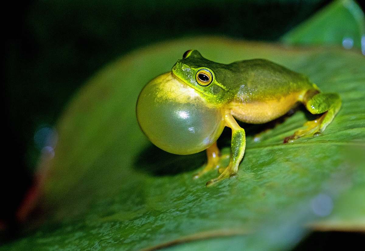 lizard green leaf frog on green leaf in macro photography reptile
