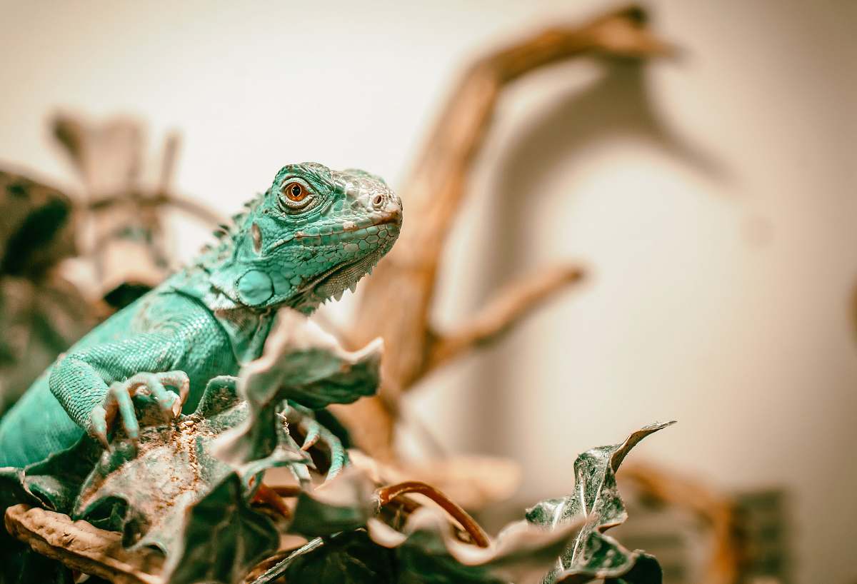 lizard green lizard on brown dried leaves reptile