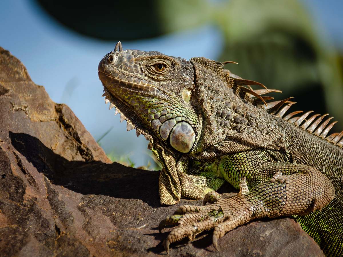 Reptile Green Lizard On Brown Rock Lizard Image Free Photo