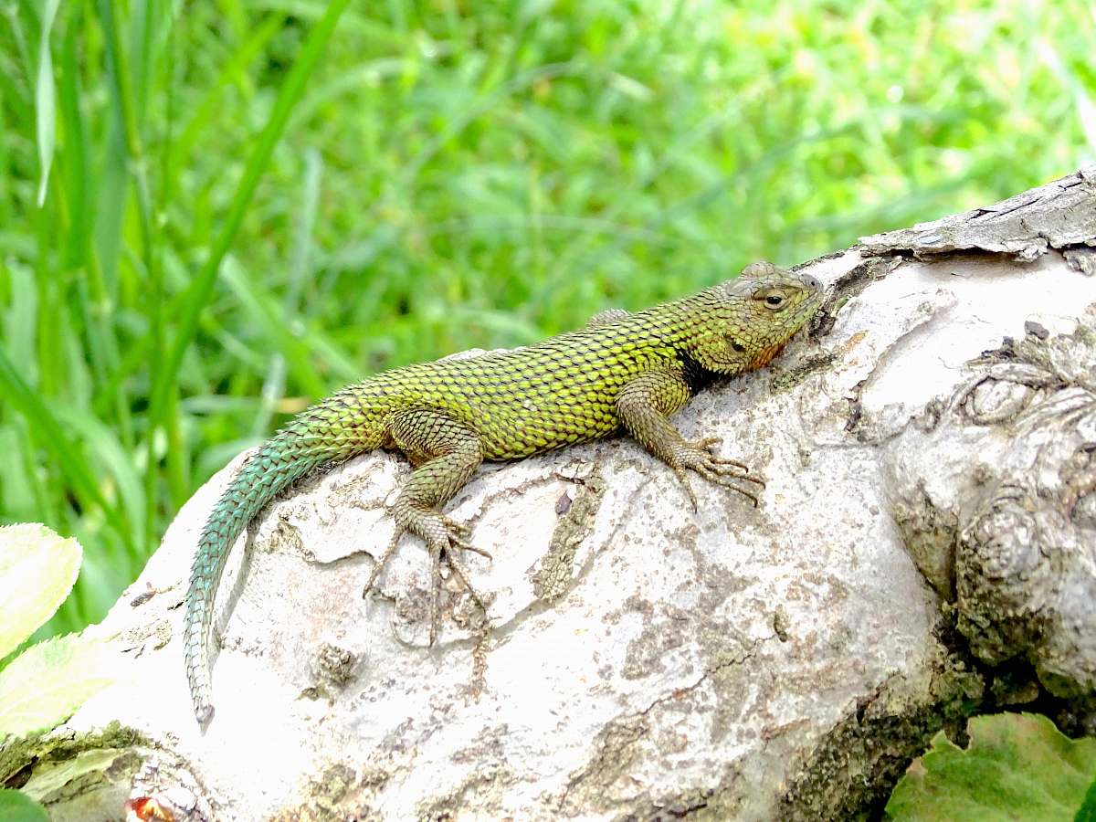 reptile green lizard on log lizard