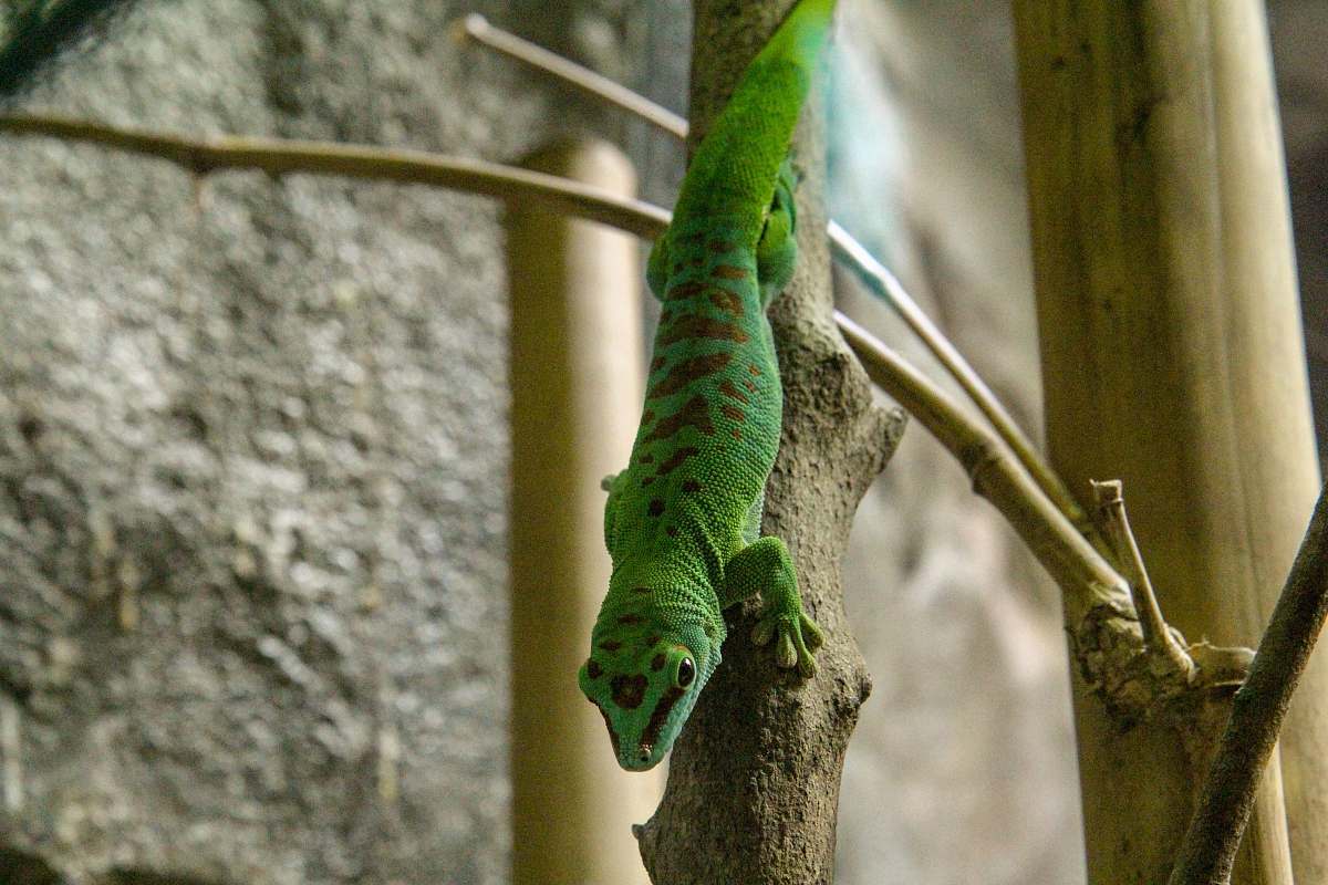 lizard green lizard on trunk reptile