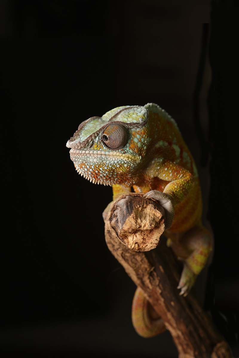 reptile green lizard lizard