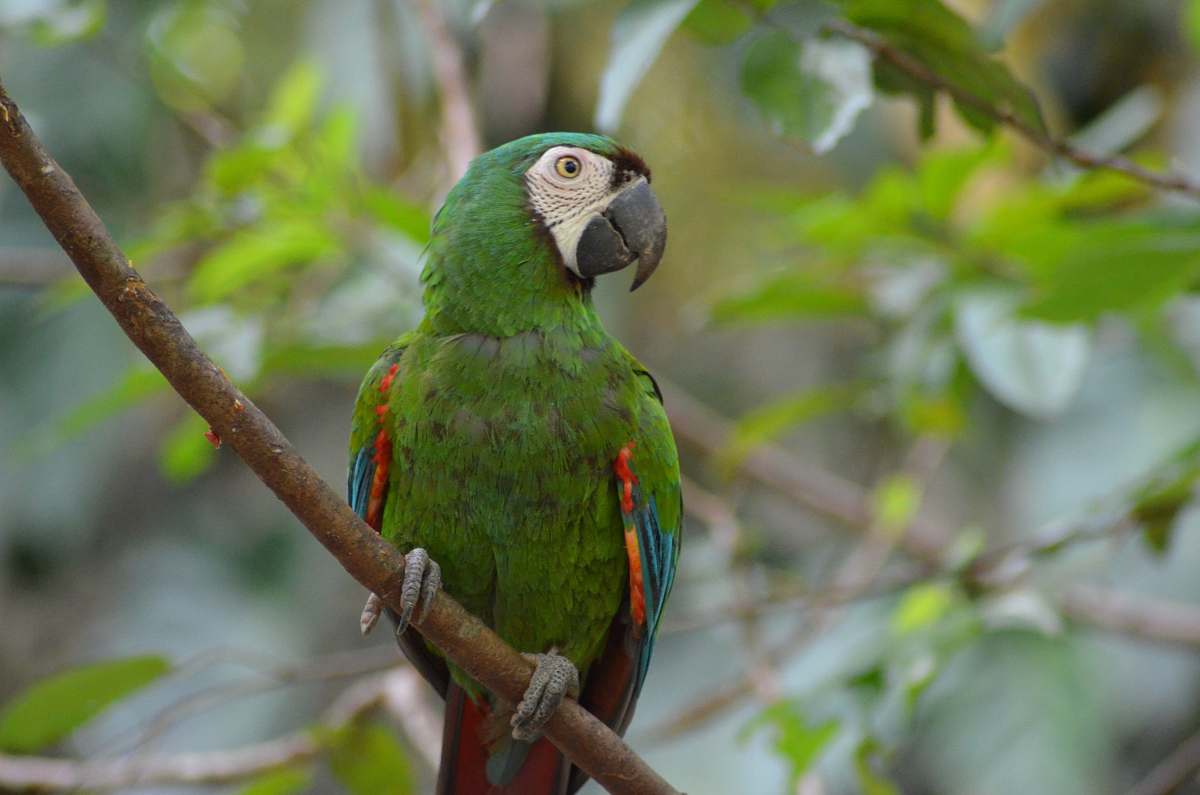 bird green parrot parrot