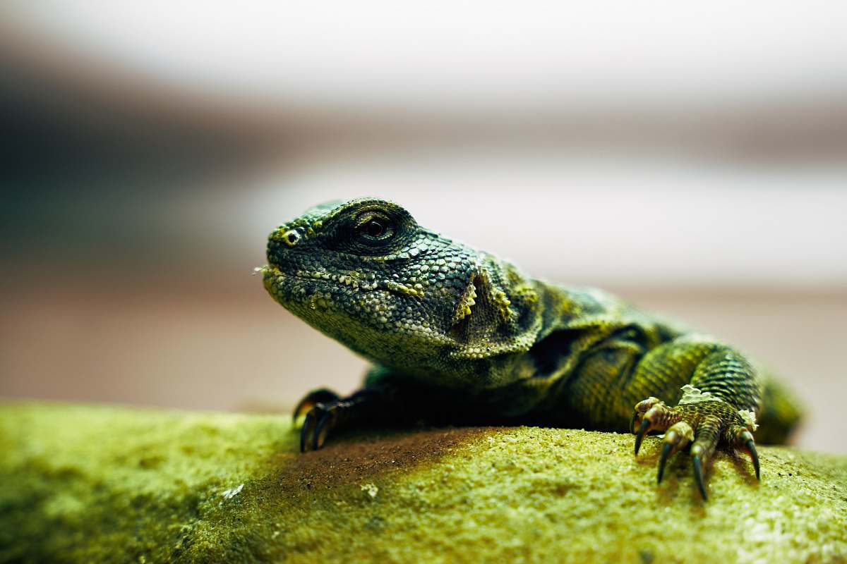 lizard green reptile reptile