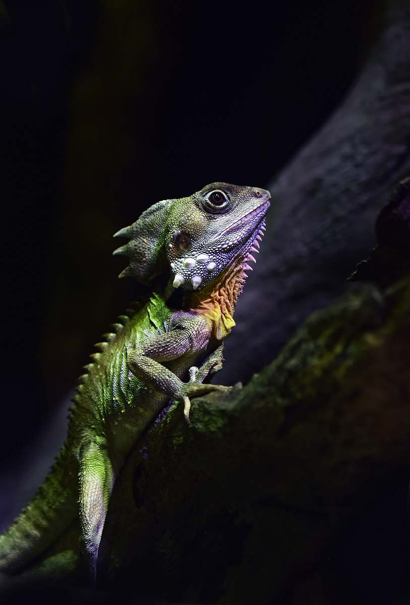 lizard green reptile on tree branch reptile