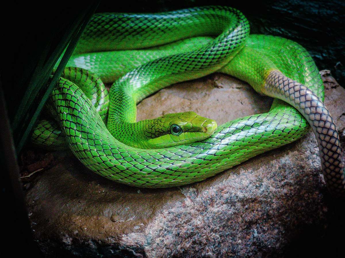 reptile green snake on stone snake