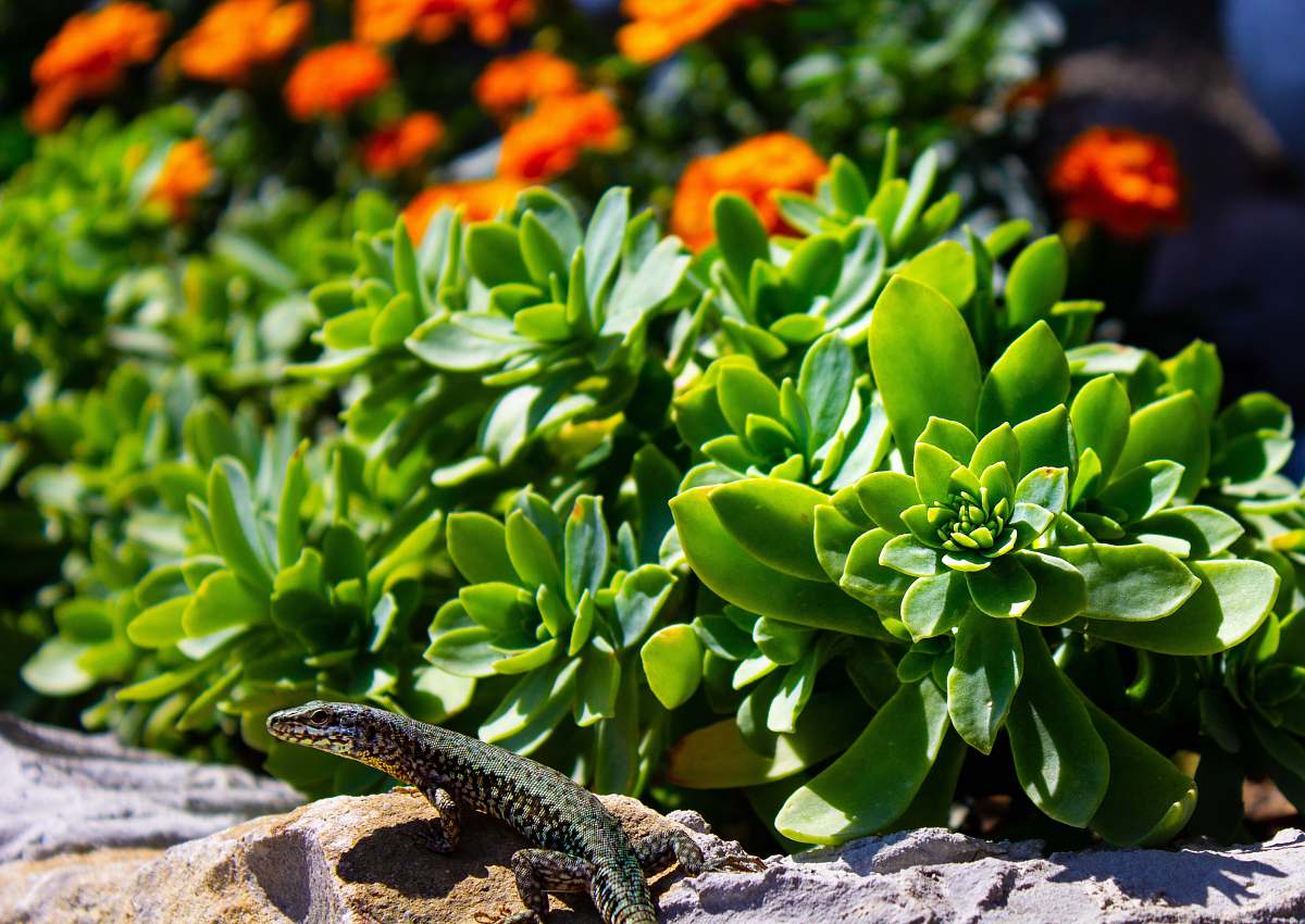 reptile green succulent plants lizard
