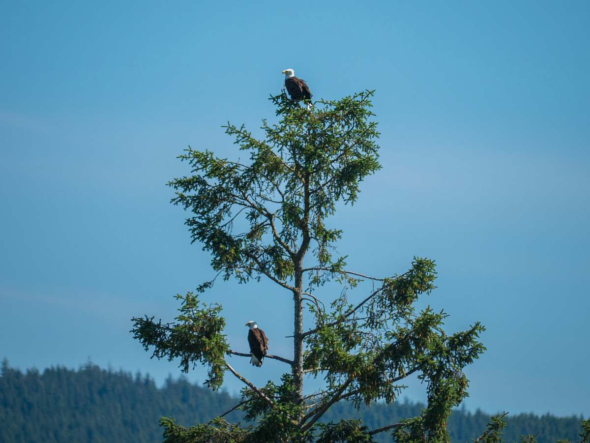 bird green tree eagle