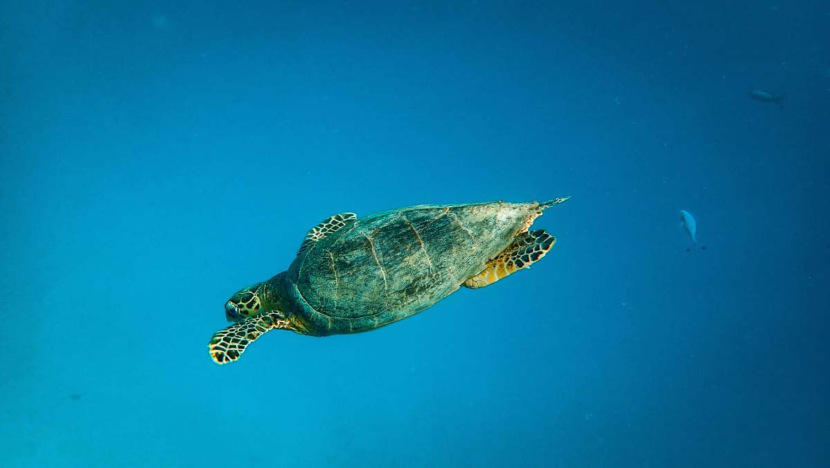 reptile green turtle in ocean turtle