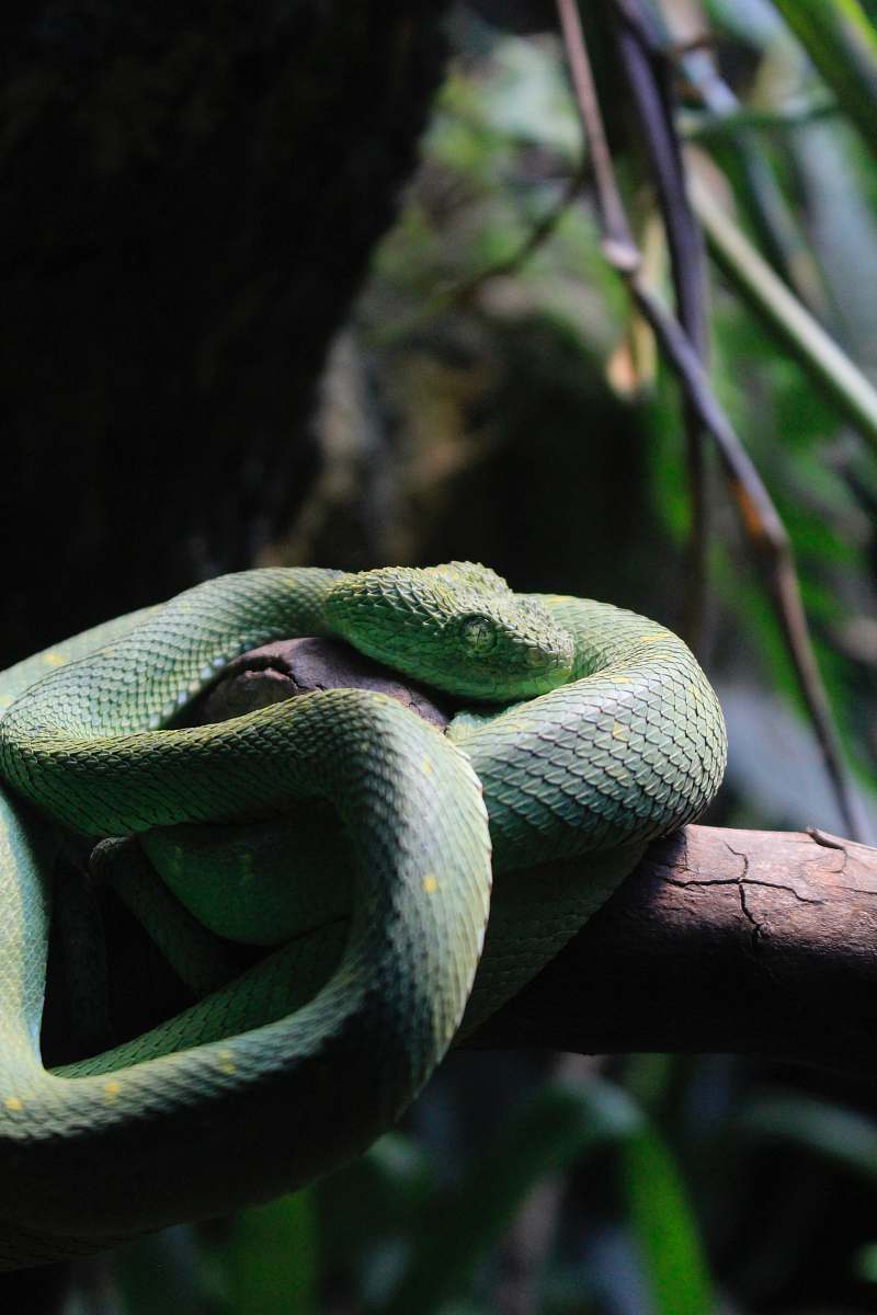 reptile green viper snake on wood branch snake