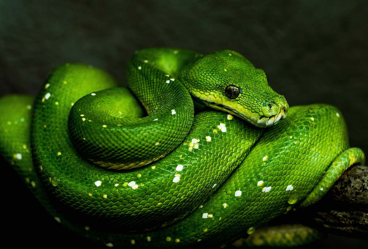 snake green viper green snake