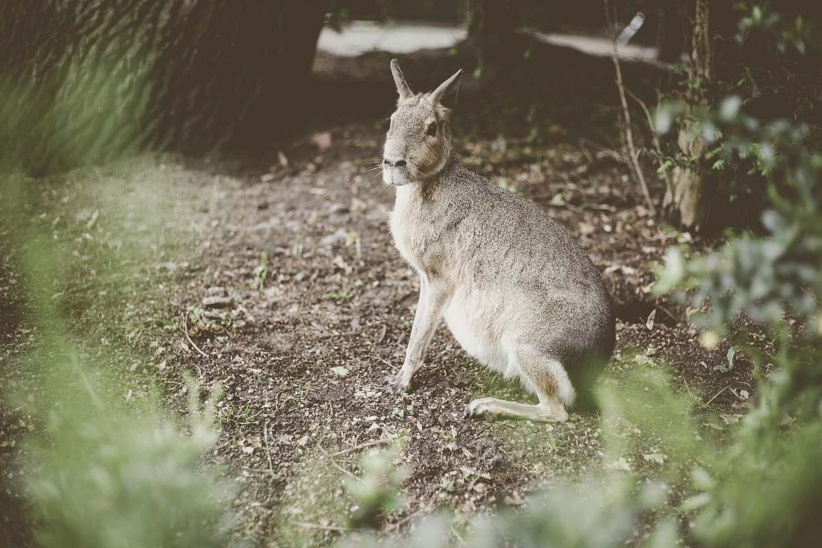 mammal grey 4-legged animal near treee kangaroo