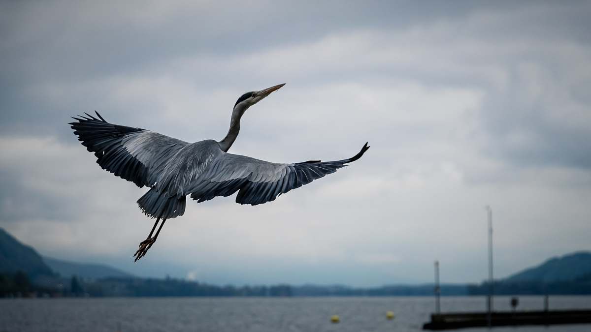 bird grey and black bird flying over sea grey