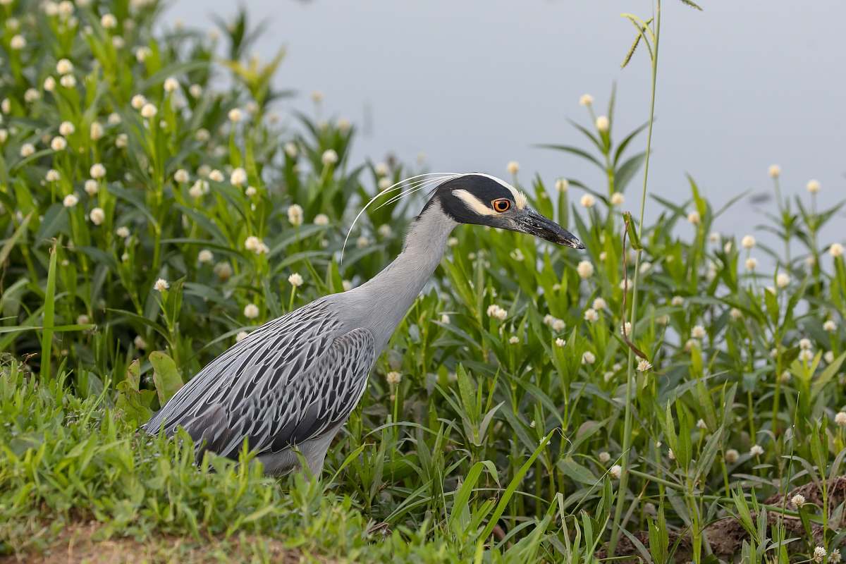 bird grey and black bird near white flowered hedges waterfowl