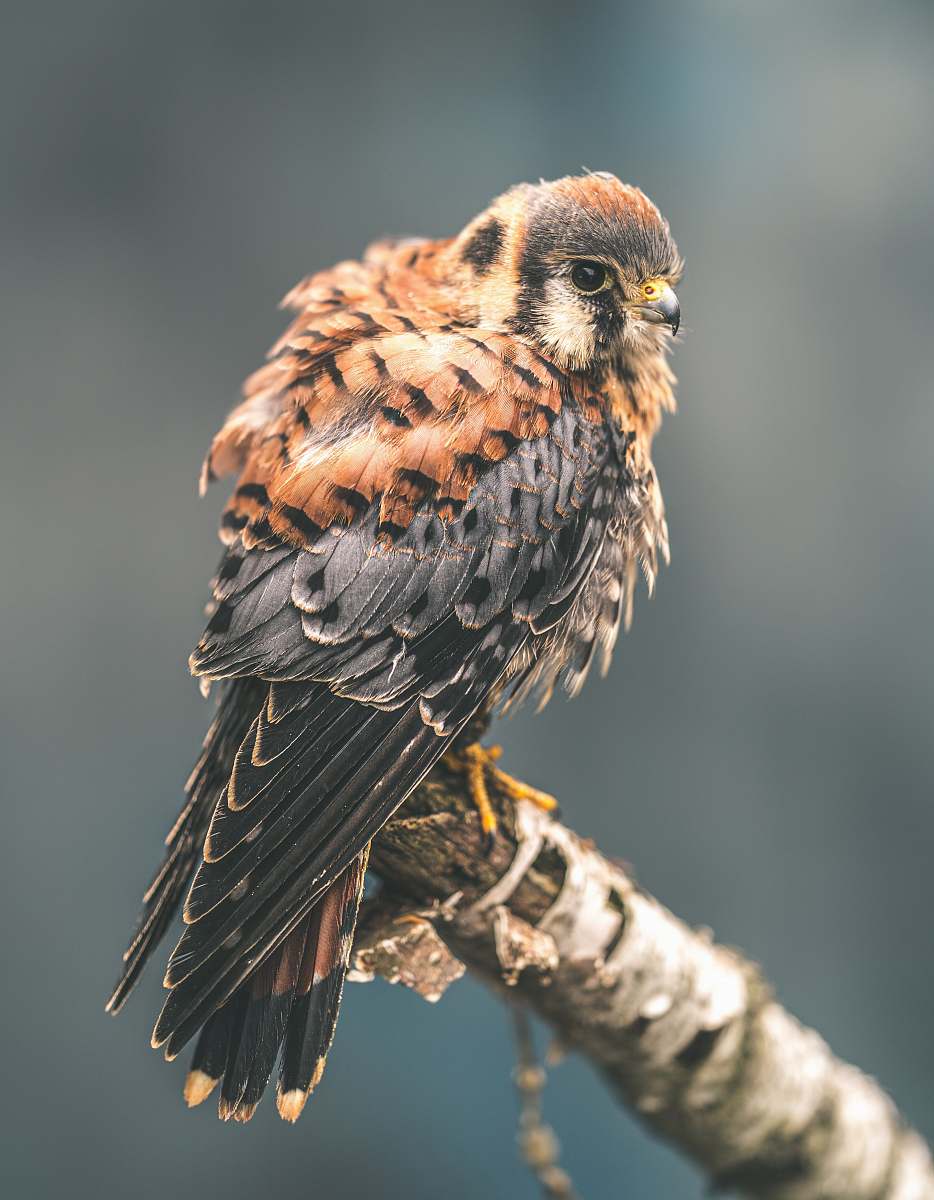 bird grey and brown bird perching on brown surface buzzard
