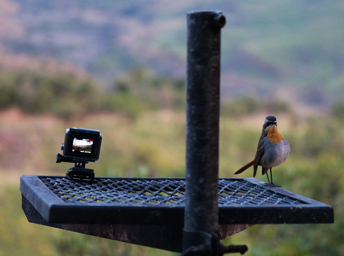 bird grey and orange bird on grey metal frame finch