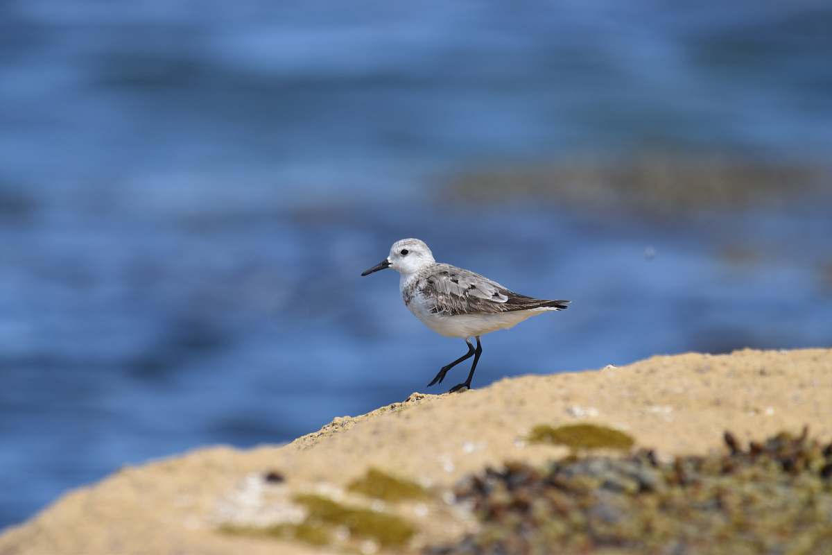 bird grey and white bird on rock seagull